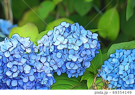 繡球花清新藍色盛開 插圖素材 圖庫