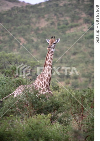 キリン 角 緑 耳の写真素材