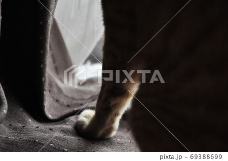猫 ネコ かっこいい カーテンの写真素材