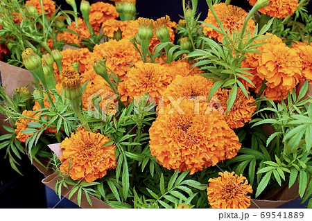 ブーケ マリーゴールド 花束 橙色の写真素材