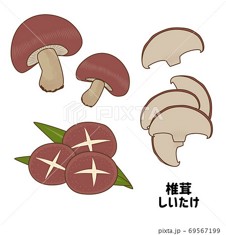 生椎茸のイラスト素材