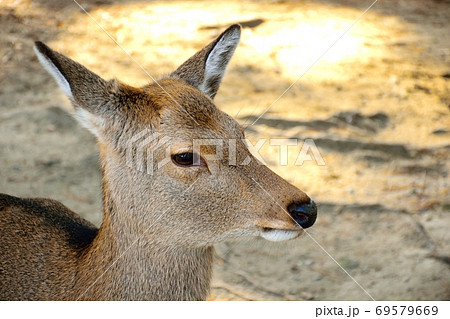 鹿 横顔 一匹 かわいいの写真素材