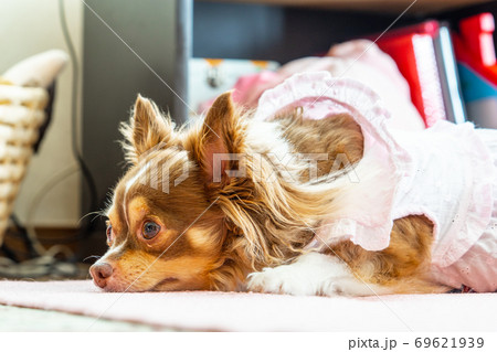 犬 チワワ ロングコートチワワ 茶色の写真素材