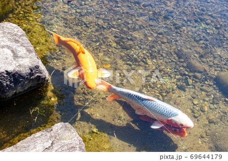 鯉 池 コイ ヒゲの写真素材
