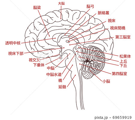 脳 脳みそ 断面図 頭脳のイラスト素材