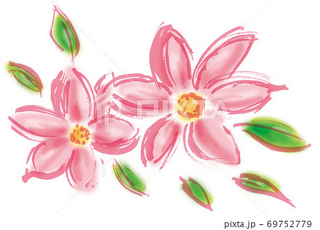 コスモス 植物 花 はがき絵のイラスト素材