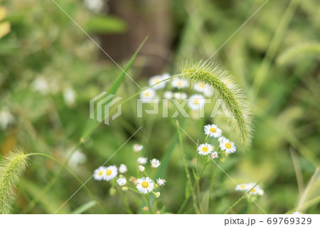 花 植物 エノコログサ 猫じゃらしの写真素材