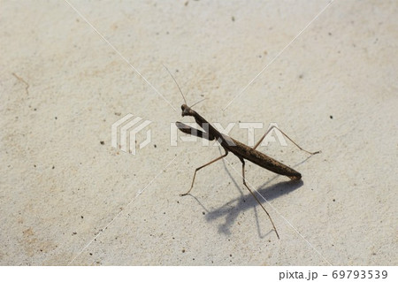 カマキリ 横向き 茶色 昆虫の写真素材