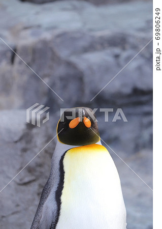 オウサマペンギン 王様ペンギン ペンギン 正面の写真素材