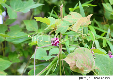 ツル性植物 雑草の写真素材