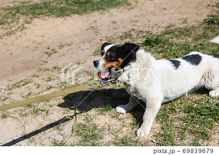 模様 犬 毛皮 斑点の写真素材