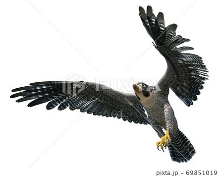 鷹のイラスト素材