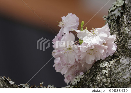 桜 ソメイヨシノ 木 樹皮 自然 幹 テクスチャ 背景の写真素材