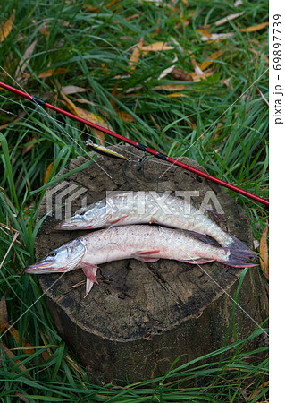 Freshwater pike fish lies on a wooden hemp andの写真素材