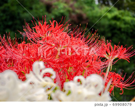 紅白ヒガンバナの写真素材