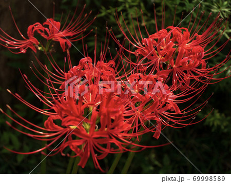 花 彼岸花 月 満月の写真素材