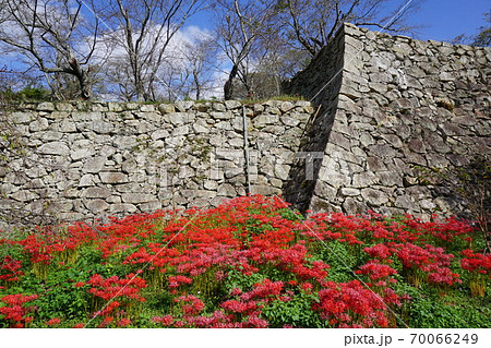 彼岸花 曼珠沙華 城 花の写真素材 - PIXTA