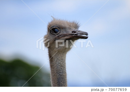 ダチョウ 鳥 正面 野鳥の写真素材