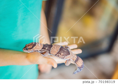 ヤモリの子供 爬虫類の写真素材