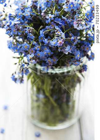 ワスレナグサ 可愛い花 勿忘草 綺麗な花の写真素材