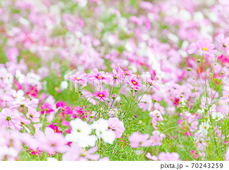 花びら たくさんの花 植物 白い花の写真素材