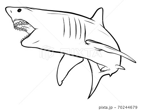 サメ シャーク 鮫 ジョーズのイラスト素材
