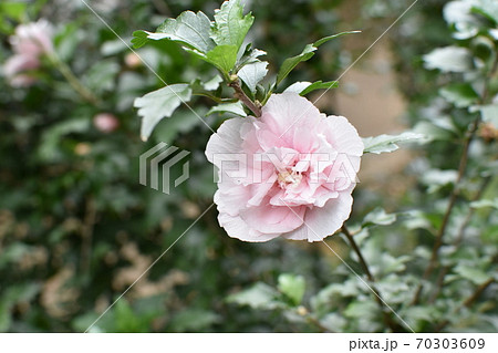 ムクゲ 八重咲き 花 木槿花の写真素材