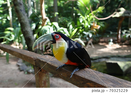 トゥッカーノ 鳥の写真素材