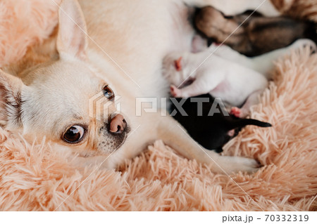 ちわわ チワワ 生まれたて こいぬの写真素材