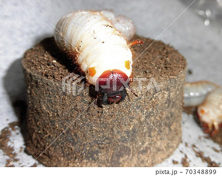 幼虫 カブトムシ 白色 茶色の写真素材