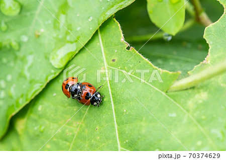 昆虫 てんとう虫 交尾 二匹の写真素材