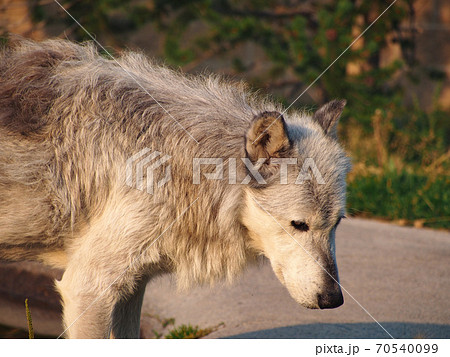 オオカミ 狼 の写真素材集 ピクスタ