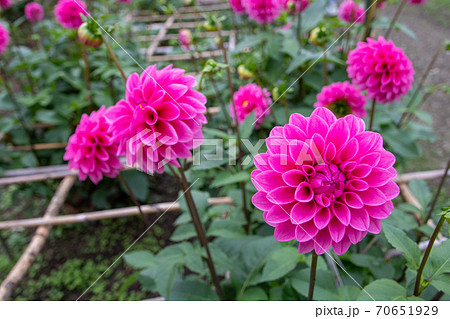 綺麗に咲くダリアの花 ミッチャンの写真素材