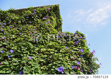 野あさがおの写真素材
