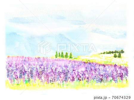 ラベンダー畑 水彩画 夏 風景のイラスト素材 - PIXTA
