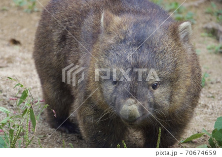 動物 陸の哺乳類 ウォンバット かわいいの写真素材