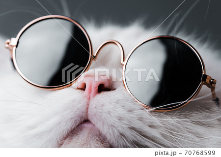 ねこ ネコ 猫 サングラスの写真素材