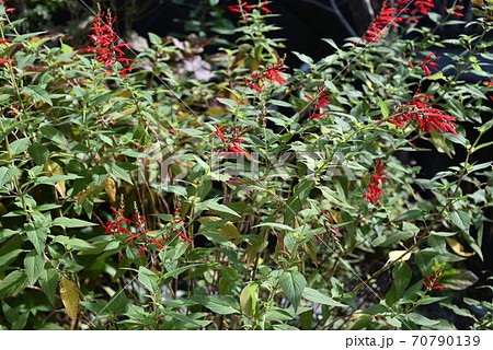 パイナップルセージ ハーブ 赤い花 植物の写真素材