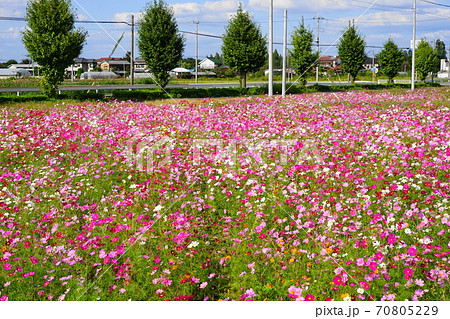 羽生 コスモス 花 花畑の写真素材