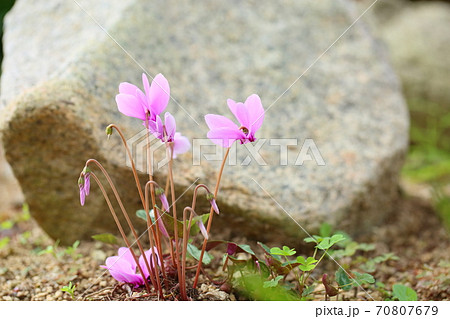 茎の長い植物の写真素材