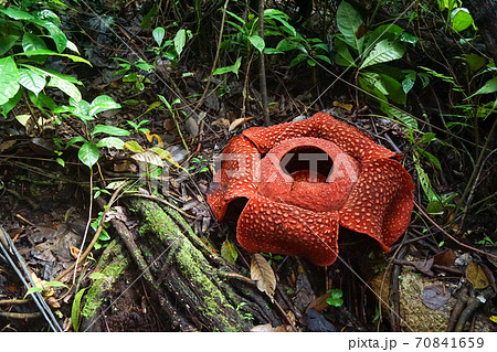 ラフレシア 植物の写真素材