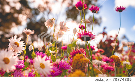 花 エバーラスティング お花 フラワーの写真素材