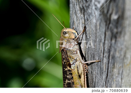 飛蝗の写真素材