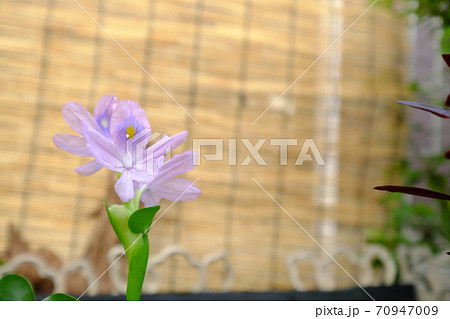 花 緑 水草 浮き草の写真素材