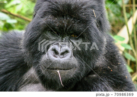 ゴリラ 顔 アップ 動物の写真素材 ゴリラ 顔 アップ 動物の写真素材