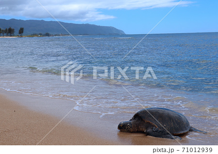 ウミガメ ハワイ 産卵 Sea Turtleの写真素材