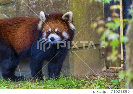 レッサーパンダの赤ちゃんの写真素材