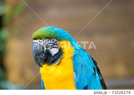 瑠璃金剛インコの写真素材 - PIXTA