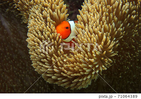 カクレクマノミ イソギンチャク 魚 亜熱帯の写真素材