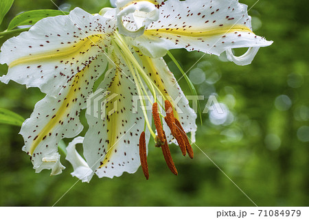 ユリの花粉の写真素材